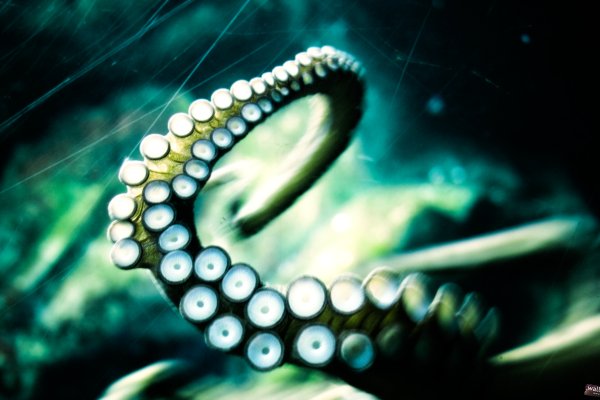 Kraken площадка