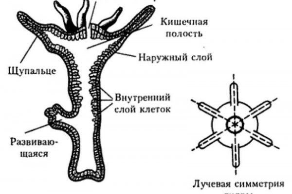 Кракен тор krakens13 at